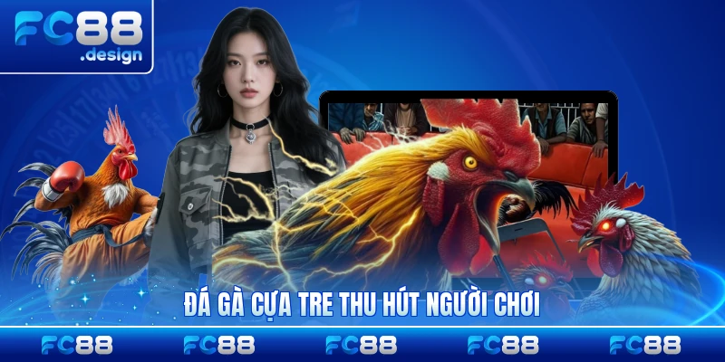 Đá gà cựa tre thu hút người chơi bởi tính đặc trưng rõ nét