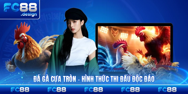Đá Gà Cựa Tròn - Hình Thức Thi Đấu Độc Đáo Và Hấp Dẫn