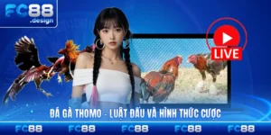 Đá Gà Thomo - Luật Đấu Và Hình Thức Cược 2026 HÌnh Thành Mới