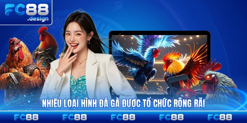 Nhiều loại hình đá gà được tổ chức rộng rãi